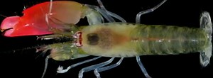 7.4K views · 46 reactions | Have you ever wondered what a shrimp sounds like? Take a listen...this pistol shrimp apparently makes one of the loudest noises in the sea and it's been named by researchers after Pink Floyd. The Synalpheus pinkfloydi (yes really) can use its claw to create a noise louder than a gunshot and is powerful enough to stun a small fish. | BBC Breakfast | Facebook