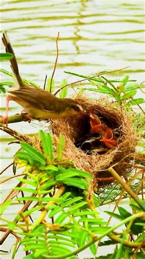 A Mother Bird Feeding Her Chicks in the Nest 13#birds #birdfeeding