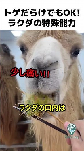トゲごと喰らう！砂漠の家畜、ラクダの特殊能力 #地理 #雑学 #動物 #ラクダ #伝統文化 #自然 #家畜