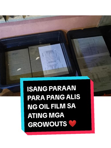 Isang paraan para maalis ang oil film 😊 clean paper or any kind of paper mas okay. #betta #bettafish #fish #aquarium #fishkeeping