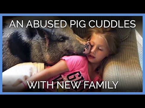 Abused Pig Cuddling With His New Family Will Give You All the Feels | PETA Animal Rescues