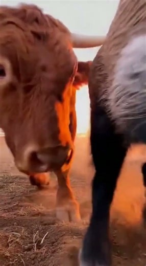 Boar vs Cows at Sunset!