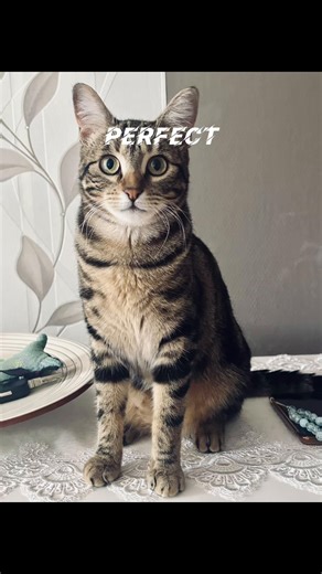 Ton chaton de la fourrière devenue grande #chat #chaton #fourriere #iris #cat