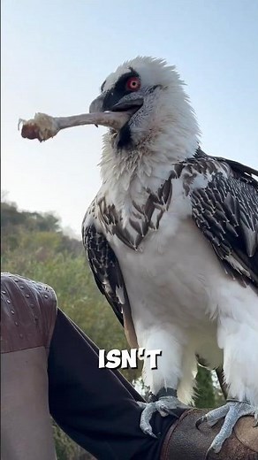 Meet the Bone-Eating Vulture