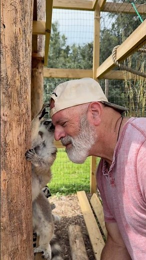 What Does a Ring-Tailed Lemur Encounter Sound Like?