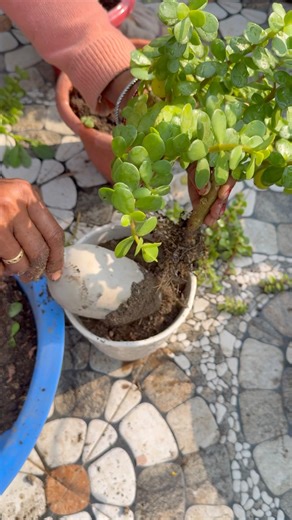 Jade Plant Winter Care & All-Season Tips | Keep Your Jade Healthy Year-Round #jadeplantcare