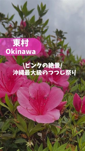 一面つつじの絶景が見れる 東村のつつじ祭りに行ってきたよ✨ 広い園内でお散歩できるし、ちょうちょ🦋やはち🐝も見れて自然に触れられて子どもも楽しそうだった！ 📍東村村民の森つつじ園 3月1日~3月22日までつつじ祭り開催中✨️ 時間 9:00~17:00（最終入園16:00） 入場料 高校生以上 500円 中学生以下 無料 保存して次のお出かけの候補にしてね🌿 #沖縄#つつじ祭り#東村#子連れお出かけ#花