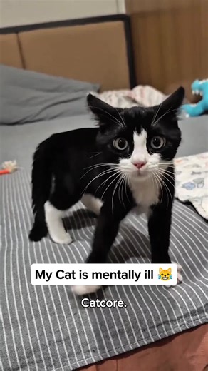 Hilarious Cat Moments That Will Make You Laugh