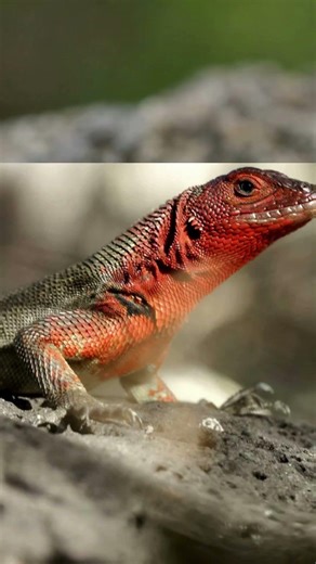 This Tiny Lizard Never Skips Arm Day! #animalshorts #lizard #wildlife