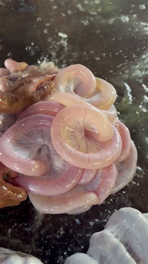 Pig Intestine Cleaning Process | Fresh Pork Preparation #butcherskills #pigintestine #porkcutting