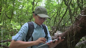 Asian woman ecosystem researcher working on digital tablet while observing the nature of plants growing in mangrove forest. Biodiversity in tropical rainforest. Environmental conservation.