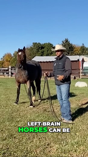 75K views · 823 reactions | Understanding Left Brain vs Right Brain in Horses易 | Ryan Rose | Facebook