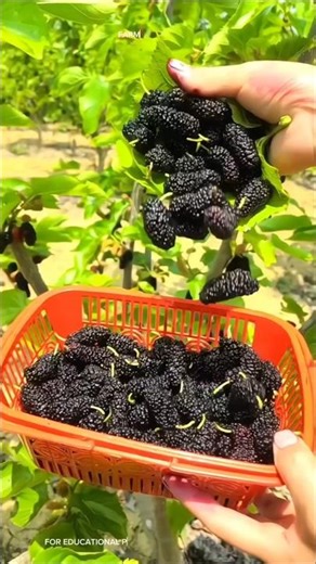 Harvesting Mulberries! #mulberries #fruit