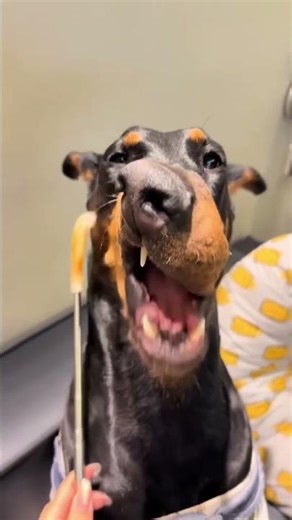 Funniest Dog massages! #dog #dogs #funny