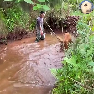 A dog catches fish for his mother to cook soup 🥰 #Dogs #CuteDogs #LoveDog #SmartDogs Join my group : 👉👉 Love Dogs👈👈 . Thank you so much ❤ | Dogs Daily