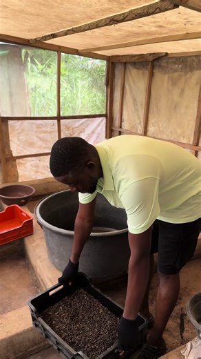 Special Breed of Flies for Unique Maggots