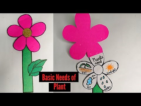 Basic Needs Of Plant | what do plants need to grow | Science activity | Science tlm | School project