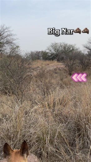 Home breed❤️ (@home.breed3)’s videos with original sound - ꧁☬ 𝙼𝚁 𝚃𝙰𝙻𝙷𝙰 ☬꧂