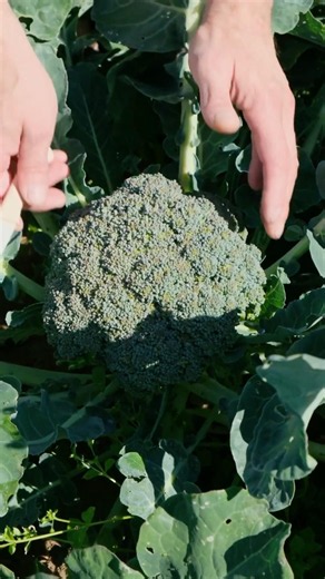 The Frozen Vegetable Myth