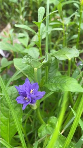 Amazing l Clustered Bellflower in Full Bloom 🌸 | Nature’s #ytshorts #viral #nature #trendingshorts