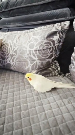 You never get bored when your cute pets are around! 🎶🦜💖 #cockatielscraze