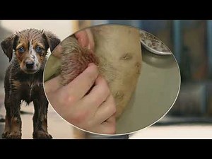 How to Remove Mangoworms from Dogs | Dog Rescue & Treatment