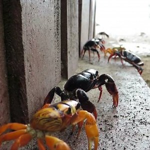 302K views · 1.2K reactions | These are the dangerous risks crabs take to reproduce. | Seeker by The Verge | Facebook