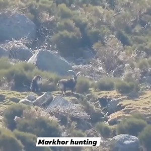 9.4K views · 382 reactions | Markhor Hunting on Reels | Facebook