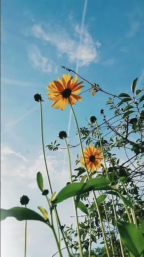 🌻Tiny Sunflowers Blooming