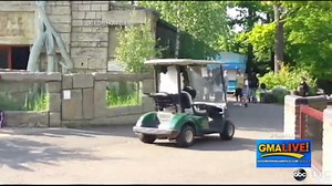 Runaway Golf Cart Driven by Panda
