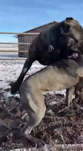 The Power of Cane Corso: Epic Guard Dog Play! 🐾