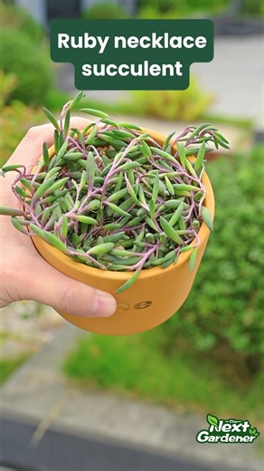 The Next Gardener-Official on Instagram: "Ruby Necklace succulent, easy to propagate by putting cuttings into water. When the roots establish, replant them in chunky soil mix then. #succulentforsale #thenextgardener"