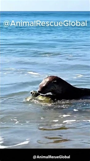 Baby Sea Turtle Guided to Safety by Otter #animals #animalrescue #wildlife #turtle #otter