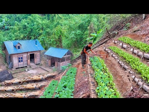 Growing and harvesting on terraced gardens in the mountains - Organic farming