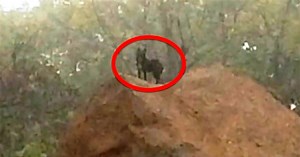 Two Women Try To Lure A Homeless Dog For Over A Year, But They Never Give Up