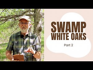 Swamp White Oaks Part 2
