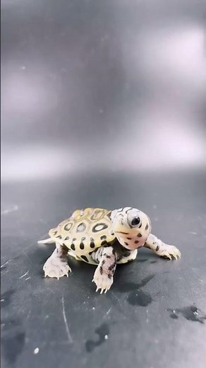🐾 Amazing Animal Transformations | Small to Big Evolution!
