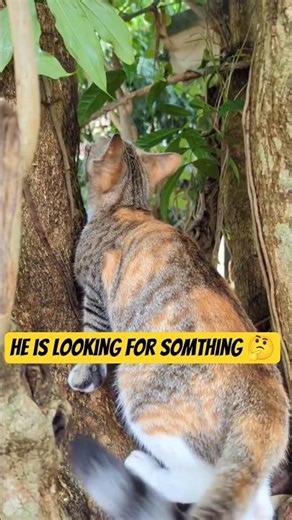 Kitty Looking for Something 😼👀 #catshorts #funnycat #cat