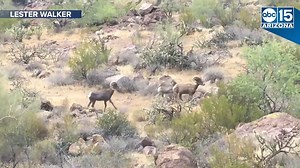 Whoa, these guys are FAST! Watch these bighorn sheep sprint across our desert landscape. BIGHORN SHEEP: https://bit.ly/2MSkoQu | ABC15 Arizona