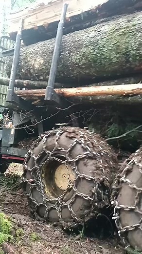 Logging Operation in a Dense Forest