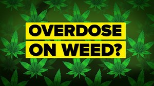 How much weed is needed to overdose