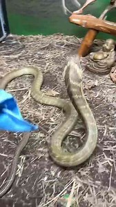 King Cobra Security!