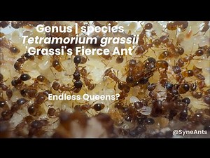 Tetramorium grassii | Endless queen ants!