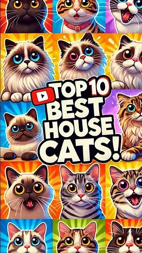 Top 10 Best House Cats!