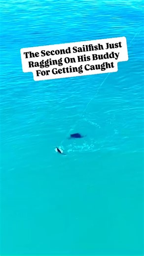 Fishing Piers on Instagram: "You messed up! I told you not to eat that fish that was acting all weird. Do you think fish mess with each other when they get hooked? How cool it is to see two sailfish fighting over @gatlin_melton bait! The second one really wanted in on the action. This has been an exceptional year for sailfish of all sizes and multiple piers getting them. Catch a cool fish and want to have it featured? Send In your videos or photos with the fishing story to @fishingpiers"