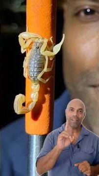 මාරාන්තික ගෝනුස්සා Deadly Scorpion 🦂