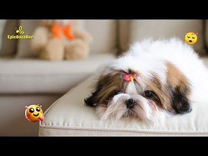 Cutest Shih Tzu Video Compilation of the Year 😍