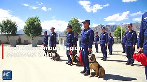 Why are goodbyes so difficult? These search and rescue dogs in #Tibet Autonomous Region, SW China, are about to retire. Parting from their handlers turns out to be one of their most tough tasks. #StoryofChina | Xi's Moments
