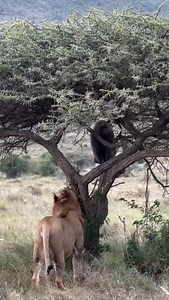 2.7K views · 134 reactions | We do Spot hunting tours. - Spot...