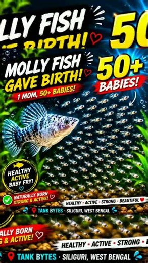 Mother Molly Fish ➜ 50+ Cute Babies! 😍 #aquarium #mollyfish #aquariumfish
